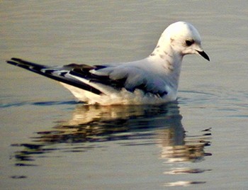 Ross's Gull