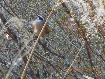 ホオジロ 埼玉県鴻巣市　荒川河川敷 2019年1月12日(土)