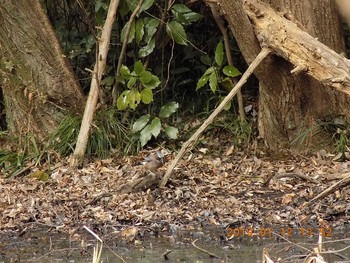 カケス 大麻生野鳥の森公園 2019年1月12日(土)