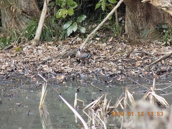 カケス 大麻生野鳥の森公園 2019年1月12日(土)