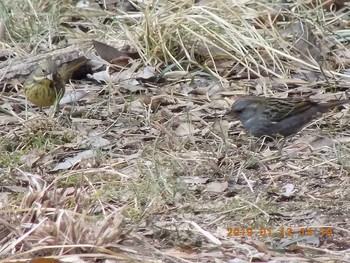 クロジ 大麻生野鳥の森公園 2019年1月12日(土)