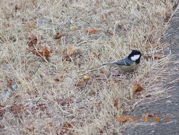 Coal Tit 埼玉県　三峯神社 Sat, 1/12/2019