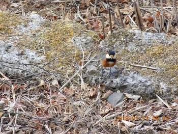 Varied Tit 埼玉県　三峯神社 Sat, 1/12/2019