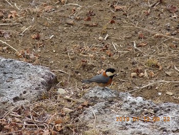 Varied Tit 埼玉県　三峯神社 Sat, 1/12/2019