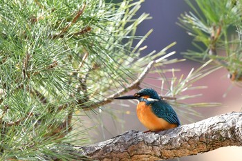 Common Kingfisher Kodomo Shizen Park Sun, 2/3/2019