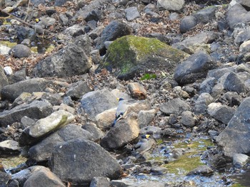 Japanese Grosbeak 鬼岩公園 Sun, 1/27/2019