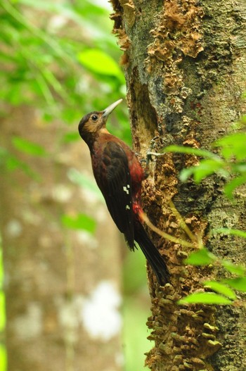 Okinawa Woodpecker Kunigamison Sat, 6/2/2018