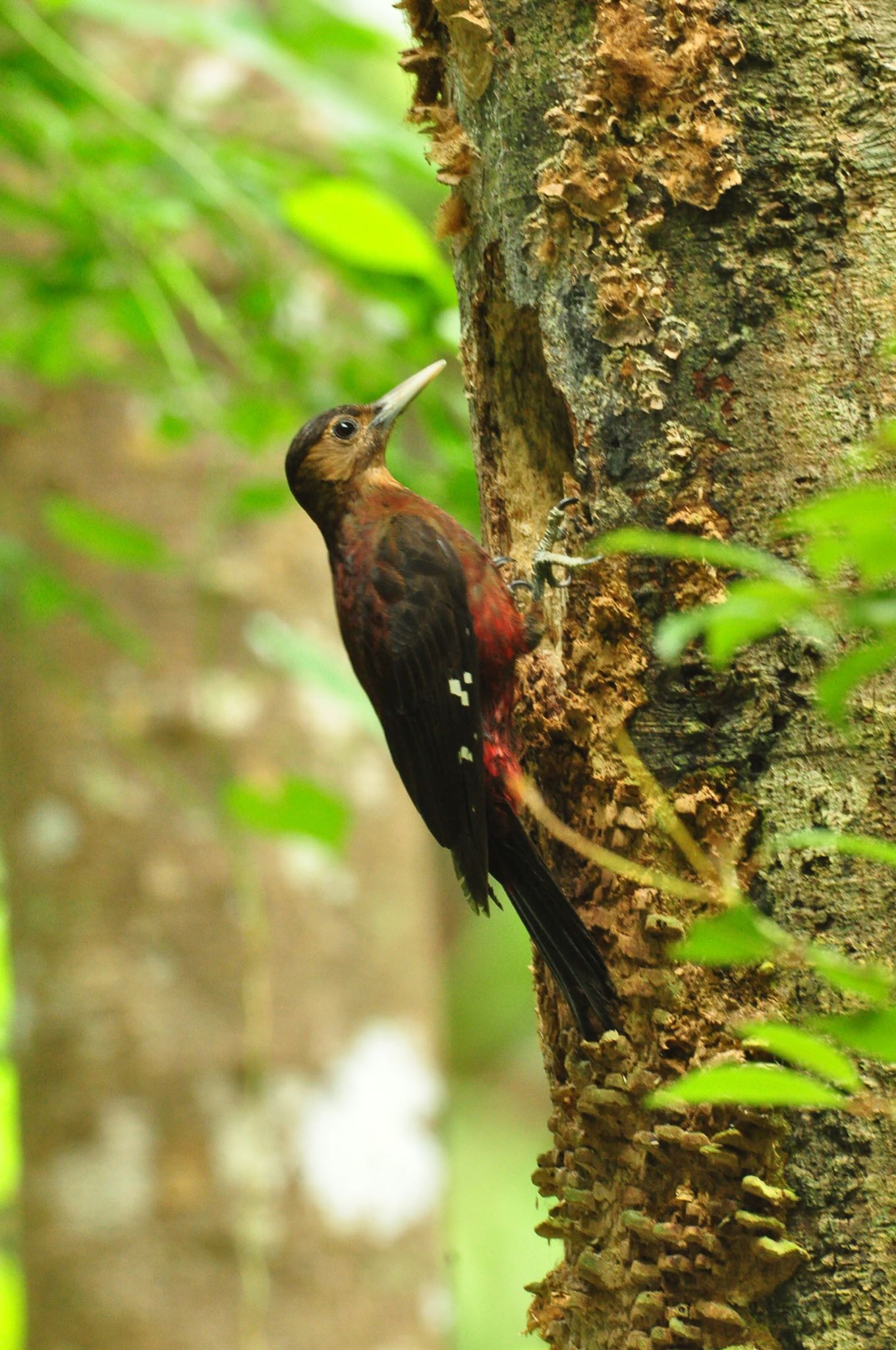 Photo of Okinawa Woodpecker at Kunigamison by あやぱに