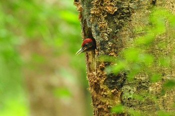 Okinawa Woodpecker Kunigamison Sat, 6/2/2018