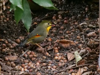 Red-billed Leiothrix 枚岡公園 Wed, 2/27/2019