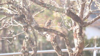 未同定 場所が不明 2019年2月23日(土)