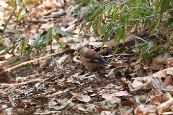 2019年2月23日(土) 三ツ池公園(横浜市鶴見区)の野鳥観察記録