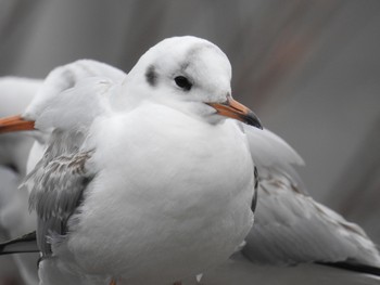 ユリカモメ 新林公園 2019年2月27日(水)