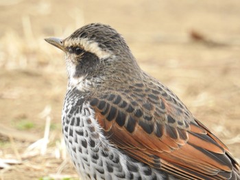 ツグミ 新林公園 2019年2月27日(水)