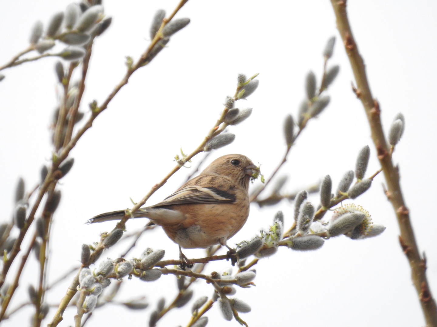 Photo of Siberian Long-tailed Rosefinch at Watarase Yusuichi (Wetland) by せっしー