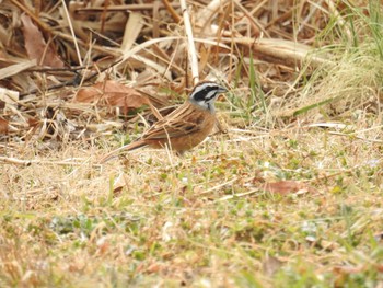 Meadow Bunting Watarase Yusuichi (Wetland) Mon, 2/25/2019