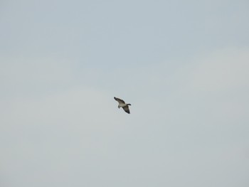 Osprey Watarase Yusuichi (Wetland) Mon, 2/25/2019