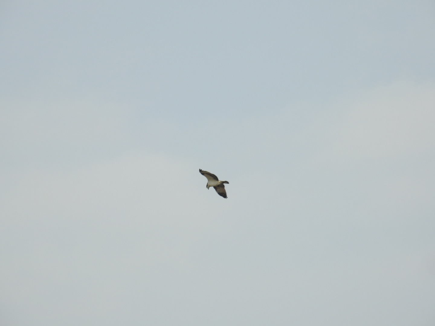 Photo of Osprey at Watarase Yusuichi (Wetland) by せっしー