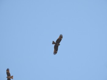 Black Kite Watarase Yusuichi (Wetland) Mon, 2/25/2019