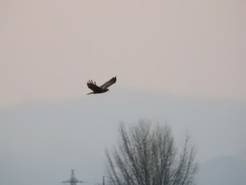 Eastern Marsh Harrier Watarase Yusuichi (Wetland) Mon, 2/25/2019