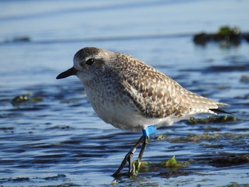 Grey Plover Sambanze Tideland Fri, 2/1/2019