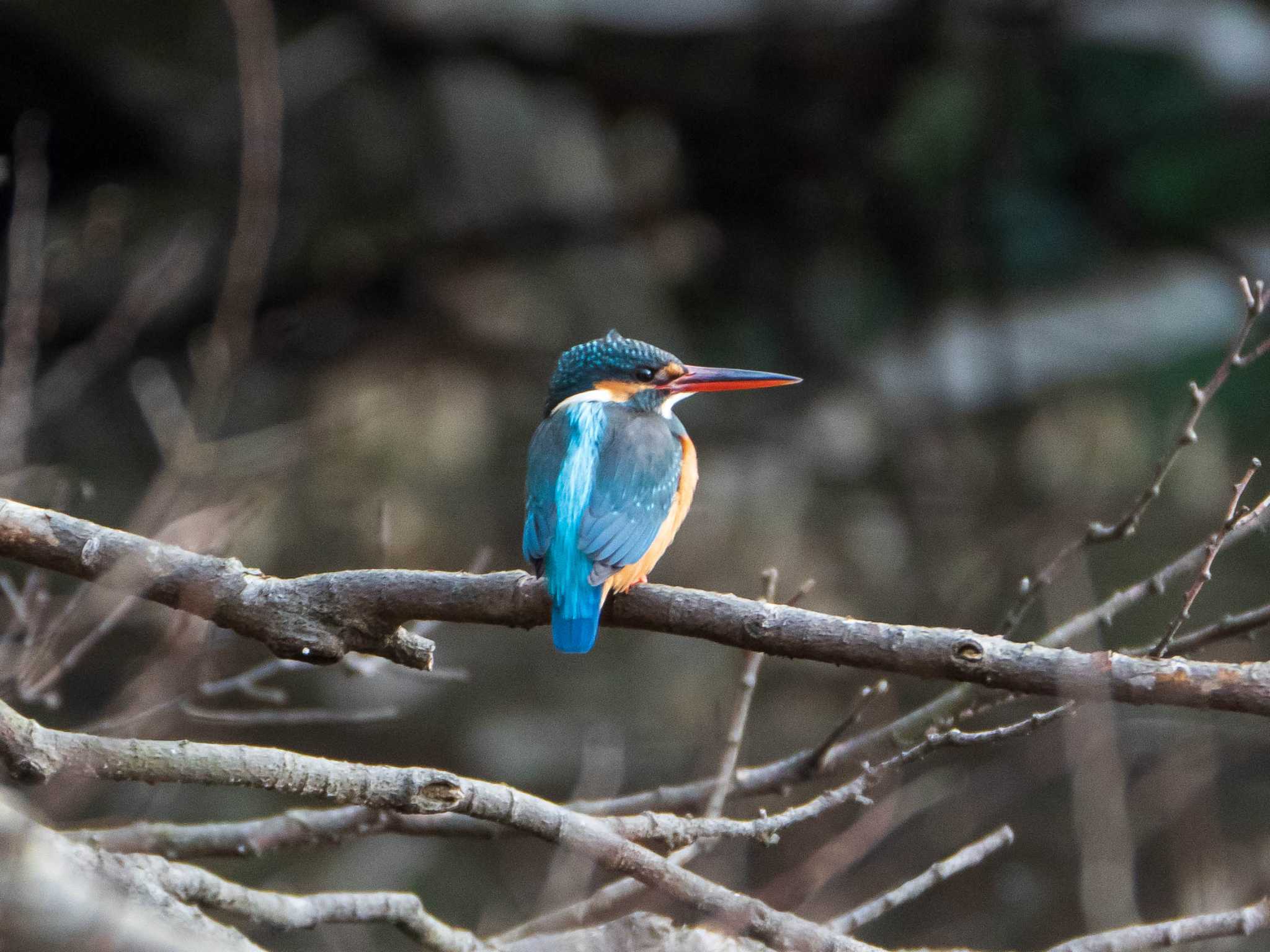 カワセミ