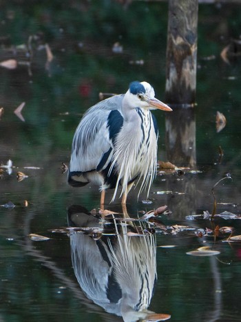 2019年2月24日(日) 明治神宮の野鳥観察記録