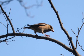 2019年2月20日(水) 三ツ池公園(横浜市鶴見区)の野鳥観察記録