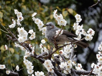 ヒヨドリ 場所が不明 2019年2月26日(火)