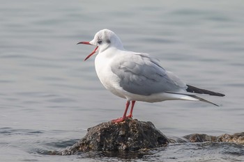 ユリカモメ 明石市　魚住海岸 2019年2月18日(月)