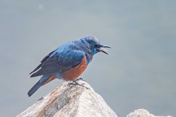 イソヒヨドリ 明石市　魚住海岸 2019年2月18日(月)