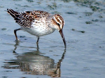 Broad-billed Sandpiper 豊見城市 Unknown Date