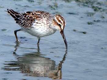 Photo of Broad-billed Sandpiper at 豊見城市 by あやぱに