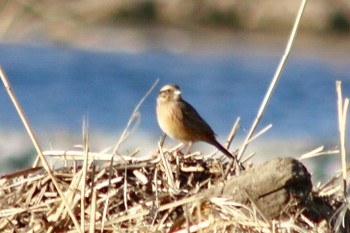 2019年2月4日(月) 羽村堰(上流)の野鳥観察記録