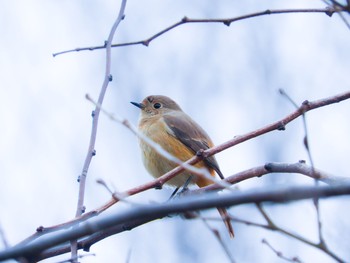 Daurian Redstart 横浜市 Wed, 2/27/2019