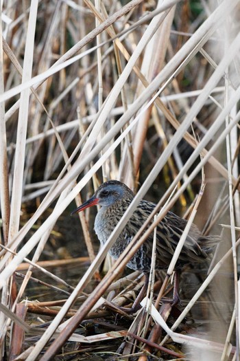 クイナ 山口県立きらら浜自然観察公園 2019年2月17日(日)