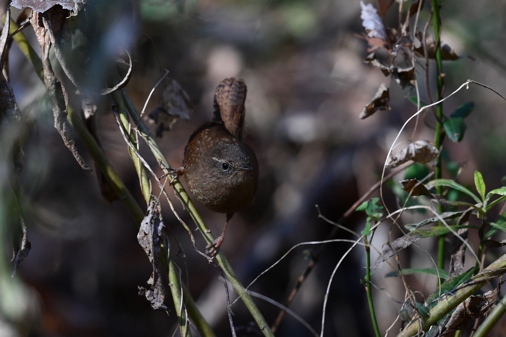 Photo of Eurasian Wren at Mizumoto Park by ぺんぺん草