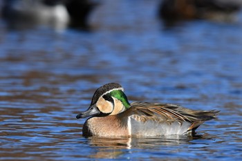 トモエガモ 場所が不明 2019年1月2日(水)