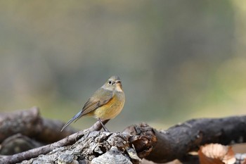 ルリビタキ 水元公園 2019年1月4日(金)