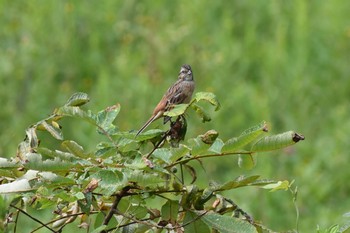 2017年10月8日(日) 狭山湖の野鳥観察記録