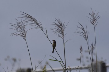 Chestnut-eared Bunting 狭山湖 Sun, 10/8/2017