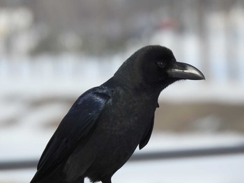 Large-billed Crow 石狩 茨戸川 Fri, 3/1/2019