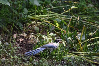 2017年10月9日(月) 小石川植物園の野鳥観察記録