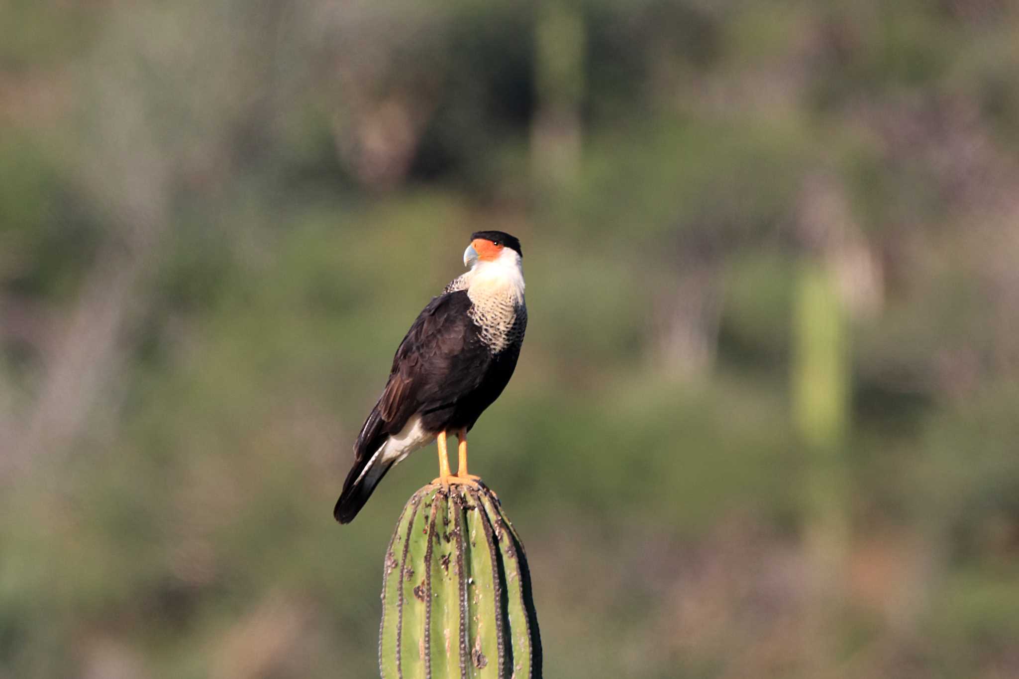 Northern Crested Caracara