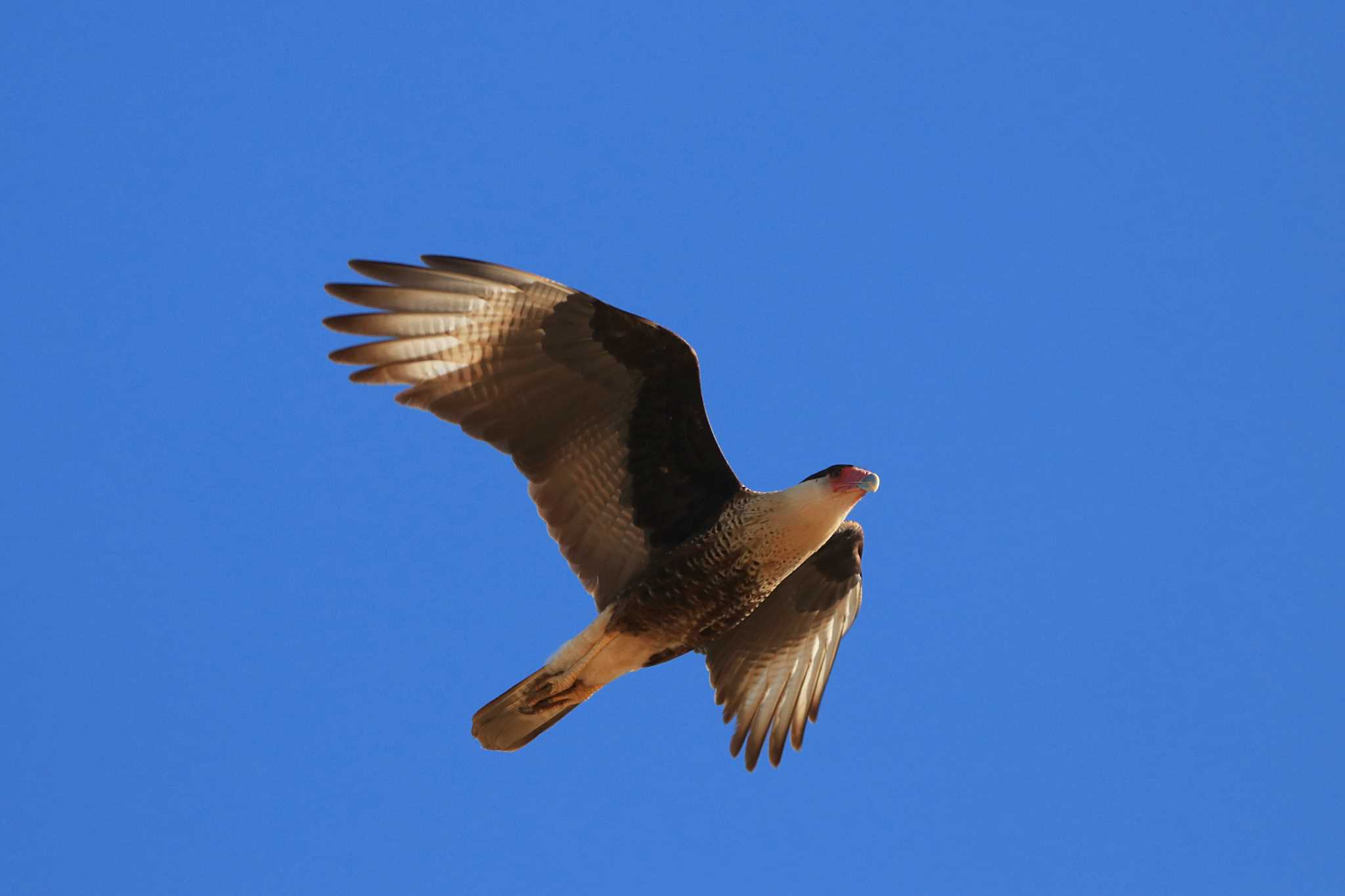 Photo of Northern Crested Caracara at Todos Santos (Mexico) by とみやん