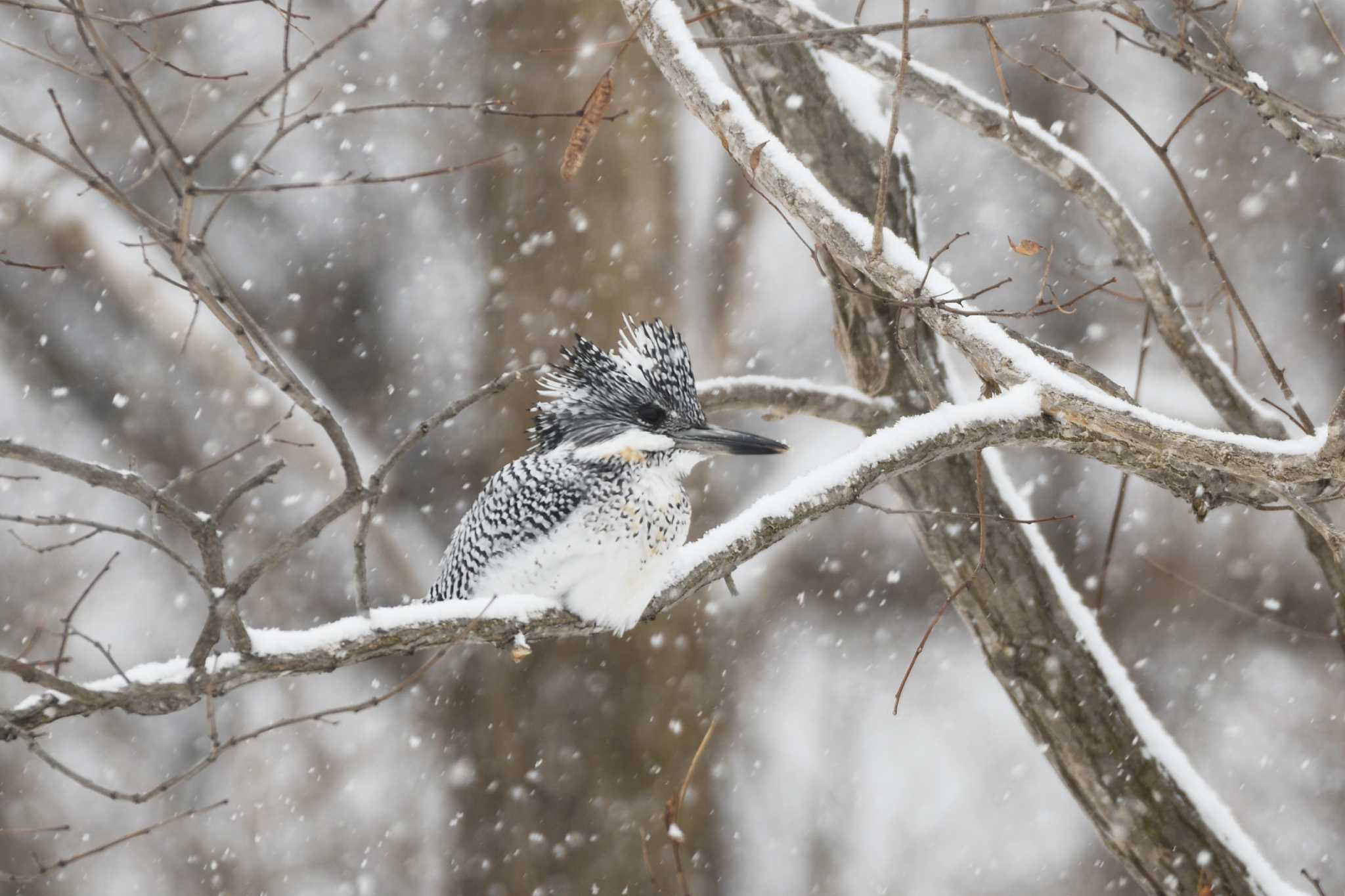 Photo of Crested Kingfisher at 札幌市 by mike2475