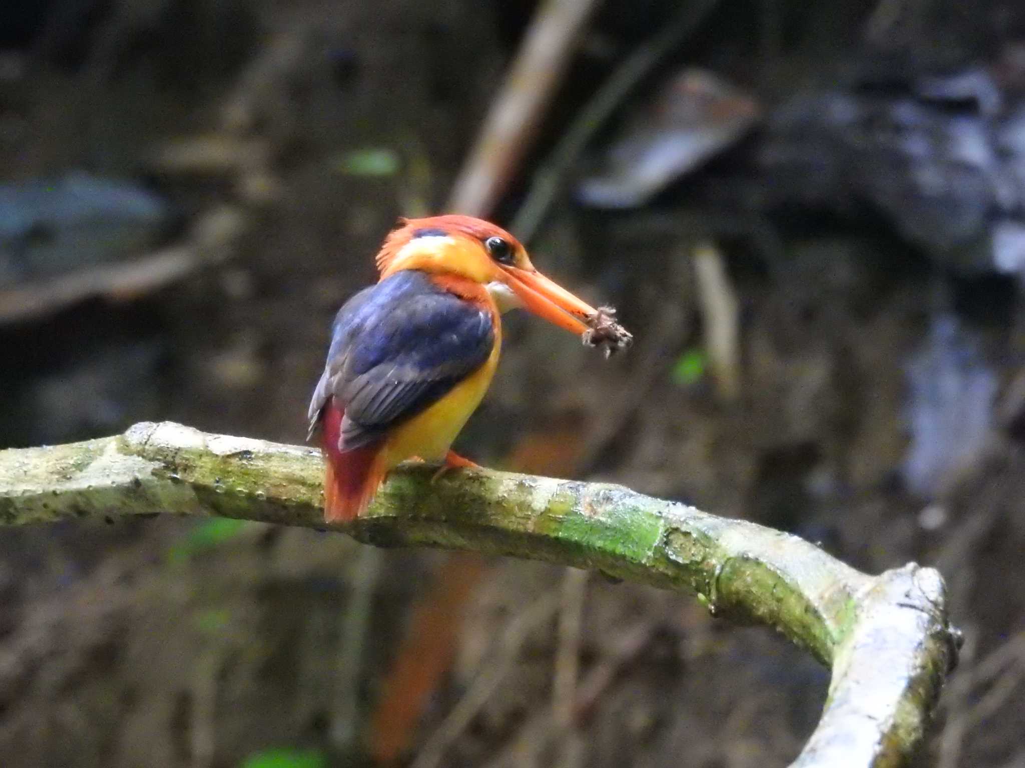 Black-backed Dwarf Kingfisher