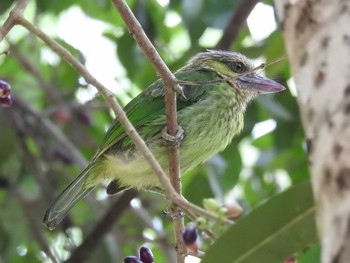 Green-eared Barbet タイ Tue, 6/12/2018