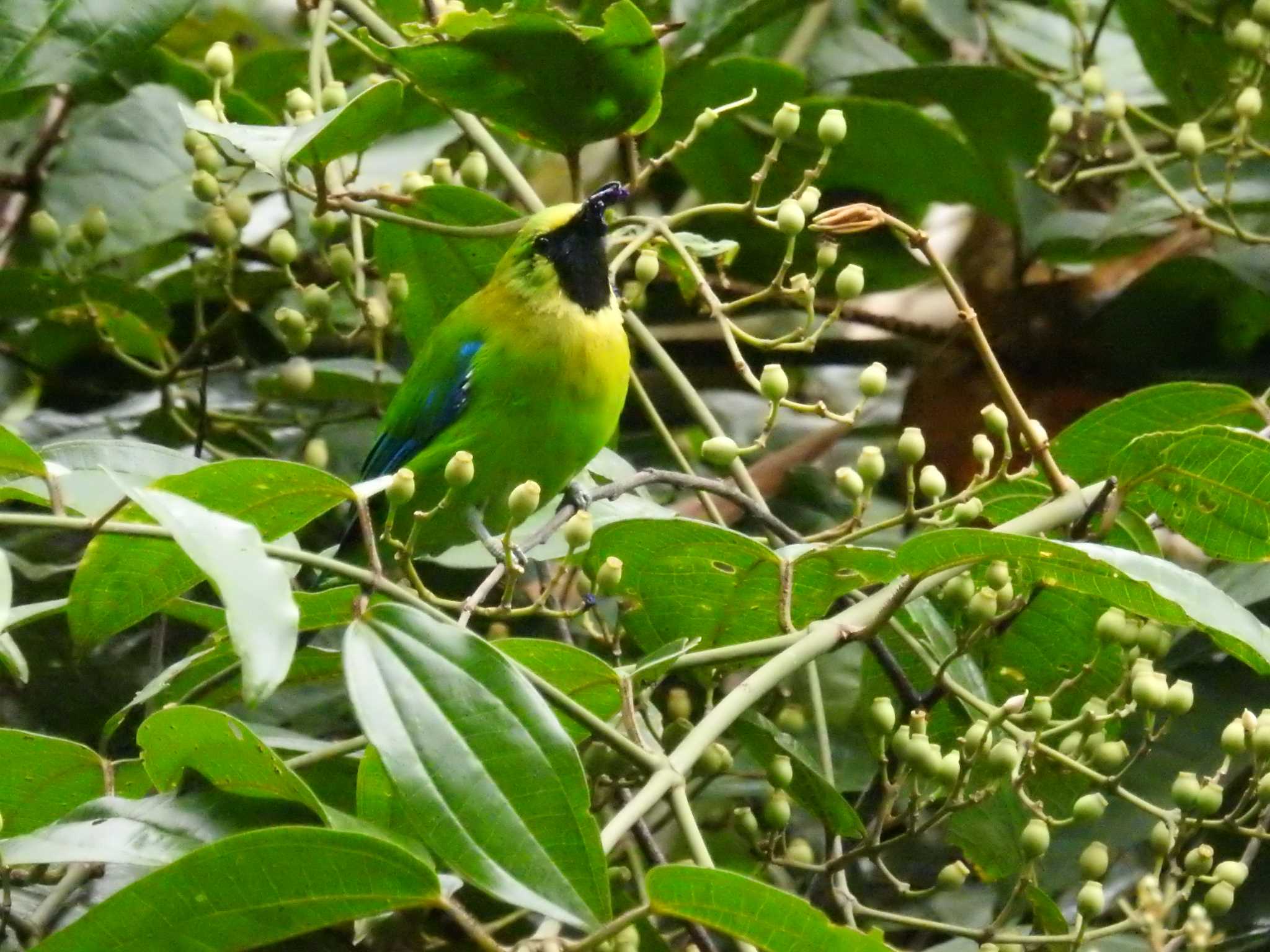 Photo of Blue-winged Leafbird at タイ by でみこ