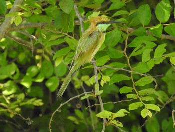 Asian Green Bee-eater